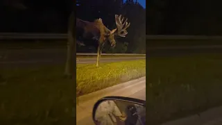 Meanwhile in Alaska: this giant wandering in the streets at midnight...
