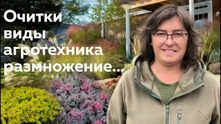 Очитки: виды, агротехника, размножение...