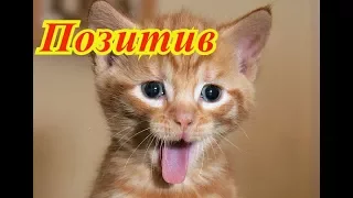 Мир позитива.  Кошки. Собаки. Fanny animals Создай себе хорошее настроение