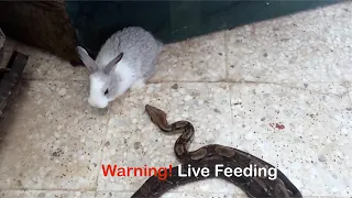 Warning! Live Feeding | Snake Strikes a Rabbit