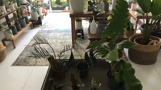 Quick plant unboxing and update!