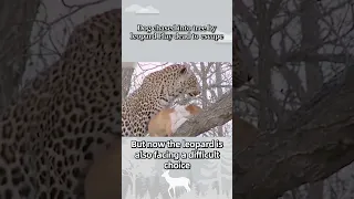 Dog chased into tree by leopard  Play dead to escape