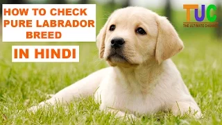 How to Check Pure Labrador Breed In Hindi | Know Your Breed In hindi | The Ultimate Channel