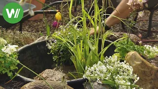 Wasserpflanzen im Mini - Gartenteich - so wird der kleine Teich angelegt!