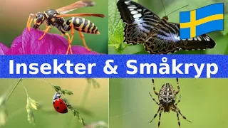 Insekter & Andra Småkryp | Namn och Läten | Svenska | Djur För Barn