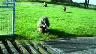 Baboon kills baby baboon whilst we watch in horror