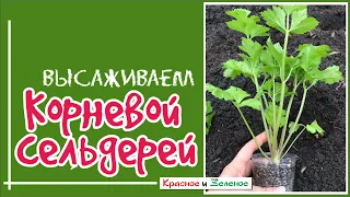 Посадка корневого сельдерея