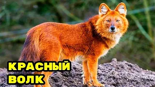 Красный волк, редкий хищник.