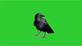 Crow green screen footage