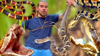 TOP 6 VENOMOUS Snakes in Florida!