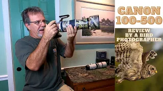 Canon RF 100-500mm Lens Review by a Bird and Wildlife Photographer