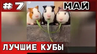 СМЕШНЫЕ ЖИВОТНЫЕ №3. ЛУЧШИЕ ПРИКОЛЫ С ЖИВОТНЫМИ 2019 / МАЙ #7 | #лучшееcoub, #Coub, #Bestcoub