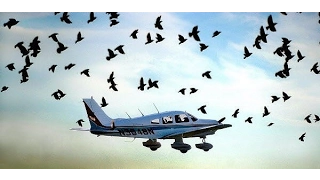 BIRDS VS AIRCRAFT   VIDEO COLLECTION 2017   CRASH  =3 PART=