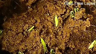 Cilantro Seed Time lapse | Grow Coriander from Cilantro Seed | Coriander Seed Germination Time lapse