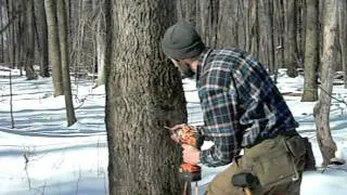 Basics of tapping a Maple Tree