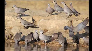 LIBERARE MIS TORTOLA HABANERA ( Dove collared )