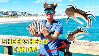 How to Catch Fiddler Crabs for Sheepshead Fishing