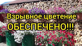 Петуния-огромные шары!!!//Простые секреты!😍