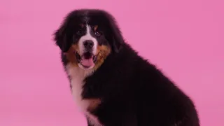 Berner Sennenhund Rasseportrait