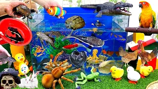 Catch Cute Animals, Rainbow Chicken, Rabbit, Turtle, Catfish, Crocodile, Ducks, Goldfish