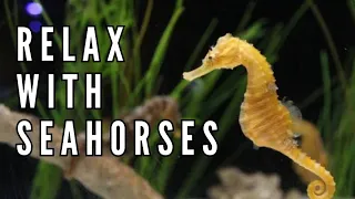 Seahorse Serenade: Delving into the Mysteries of the Sea