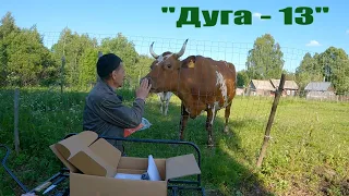 Электропастух Дуга -13. Установка и "обучение" коров.