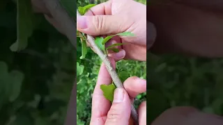 Special scissors for grafting plants, tools for grafting fruit trees