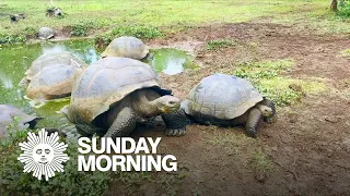 Nature: Galápagos Tortoises