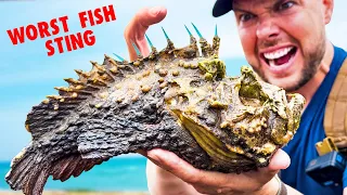 Worst Fish Sting! Stung by a Stonefish