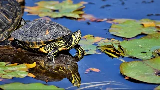 Artgerechte Haltung von Wasserschildkröten