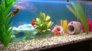 Мой аквариум цихлидник 200 литров