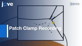 Patch Clamp Recording: Ion Channels Expressed In Xenopus Oocytes l Protocol Preview