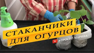 Теплые стаканчики для рассады огурцов. Посев семян.