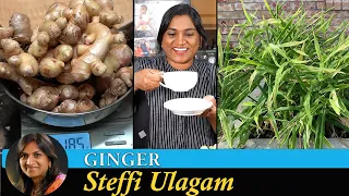 How to grow Ginger in Tamil | Steffi Ulagam