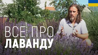 ЛАНДШАФТНИЙ ДИЗАЙН | ВСЕ ПРО ЛАВАНДУ