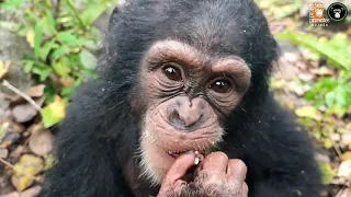 Apes and Monkeys Find Safety at Sanctuaries