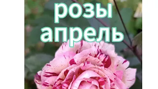 Чем и как подкормить розы