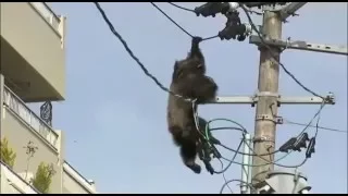 Japan: Chimpanzee Escaped Zoo and Climbed up Electricity Poles