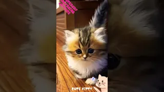 🐱 Funny cat videos | cute cats | Try not to laugh | Cat videos Compilation #shorts 🐈