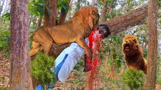 Lion Attack Man in Forest || Lion Attack Hunter || Lion Attack Stories Part-3