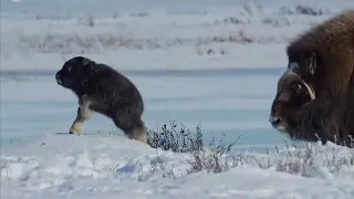 Первые шаги новорожденного овцебычка.The first steps of a newborn musk ox.