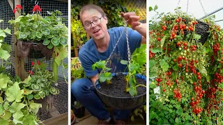 How to Grow Fruit & Vegetables in Hanging Baskets