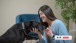 Big Black Dog Syndrome