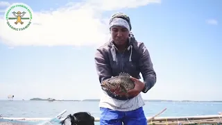 Grouper Fish Cage Farming in the Philippines | Potential Livelihood Project by Sec Manny Piñol