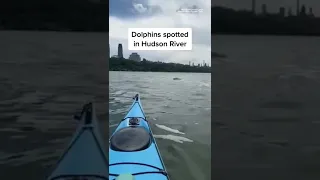 Dolphins Spotted In #HudsonRiver