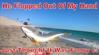 Roaming Surf Fishing, Yellowfin Croaker Catch and Cook!