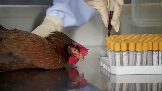 Птичий грипп: чем опасен вирус и как его распознать?