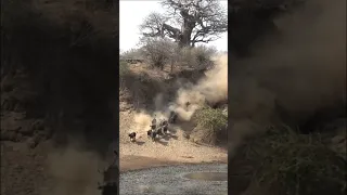 Lions Catch Buffalo During Stampede