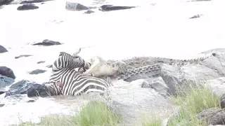 Crocodiles Violently Rips Off Zebra Face **Graphic Content**