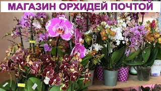 🌸 ПРОДАЖА ОРХИДЕЙ. Завоз от 16.08.21 Обзор орхидей. Орхидеи почтой. Купить орхидею. Магазин орхидей